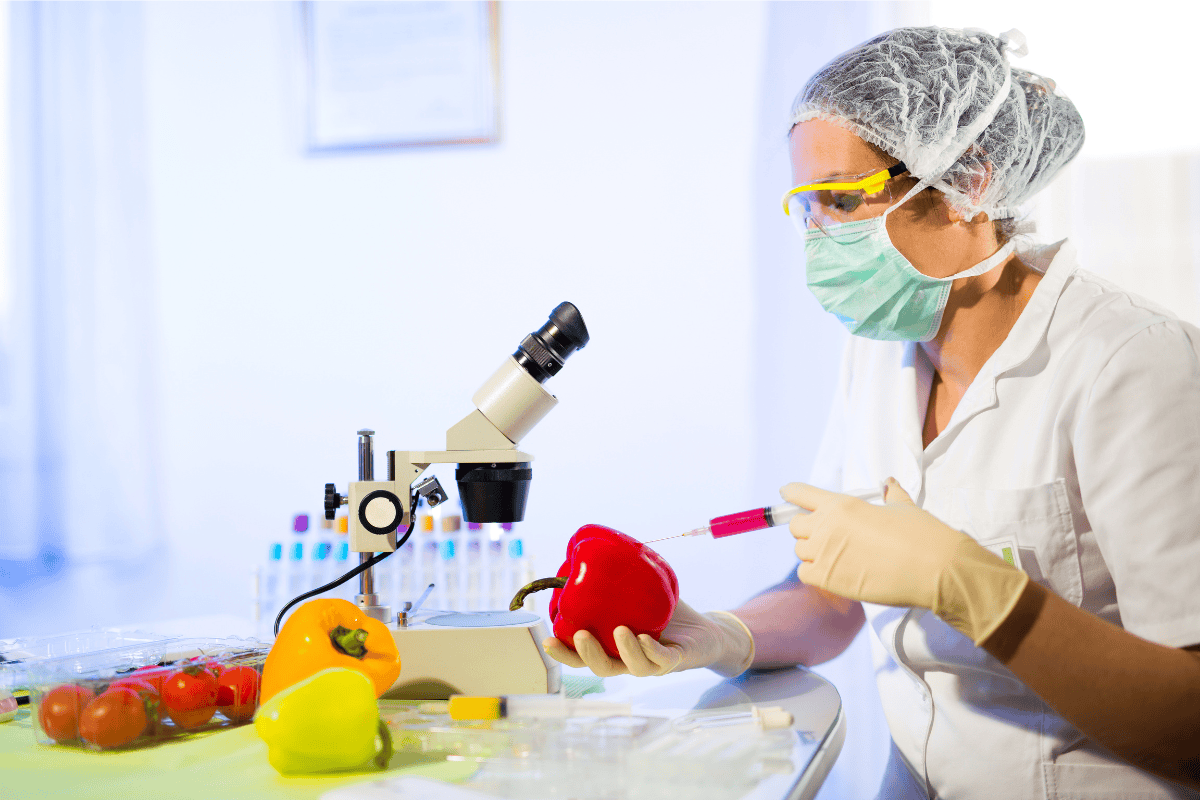 Scientist performing boiengineered food safety. She is injecting syringe into red bell pepper in a laboratory
