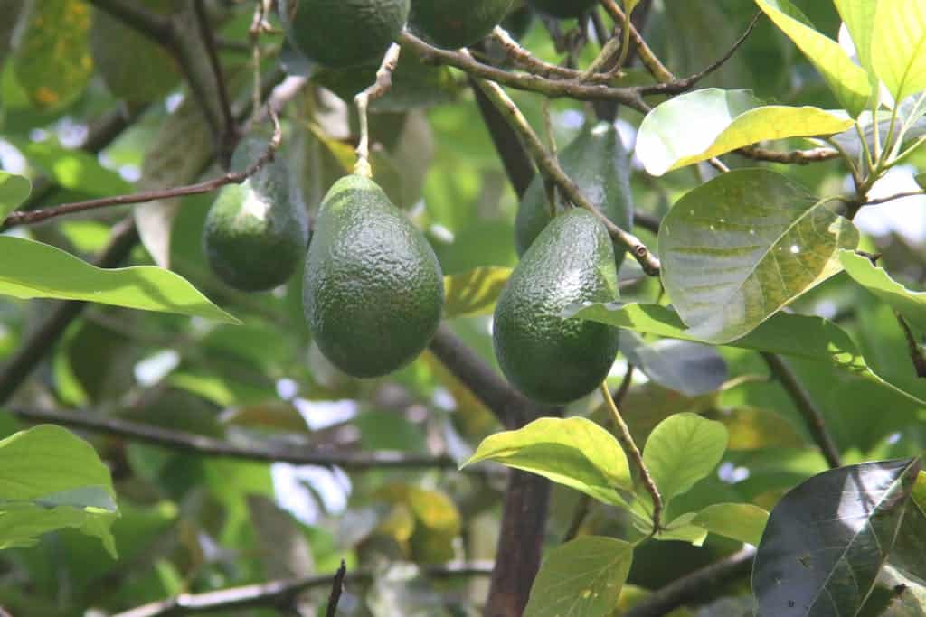 Green Fruits on the Tree