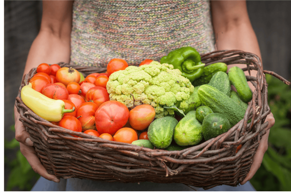 Person holding basket of seasonal produce. Fresh tomatoes, bell peppers. cucumbers and cauliflower